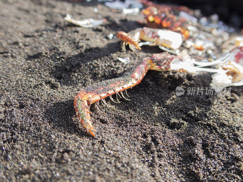 格拉普苏斯吸附死在洛斯坎卡霍斯海滩 - 摩尔蟹， 拉帕尔马
